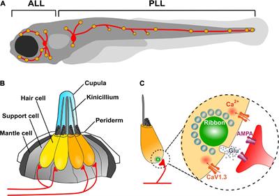 The Cholinergic Lateral Line Efferent Synapse: Structural, Functional and Molecular Similarities With Those of the Cochlea